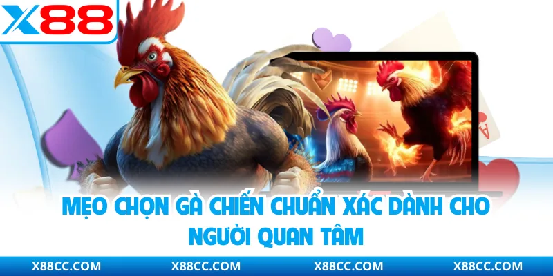 Mẹo chọn gà chiến chuẩn xác dành cho người quan tâm
